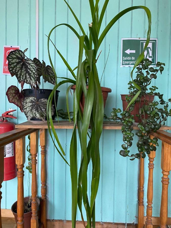 Hosteria Ensenada Puerto Puyuguapi Eksteriør bilde